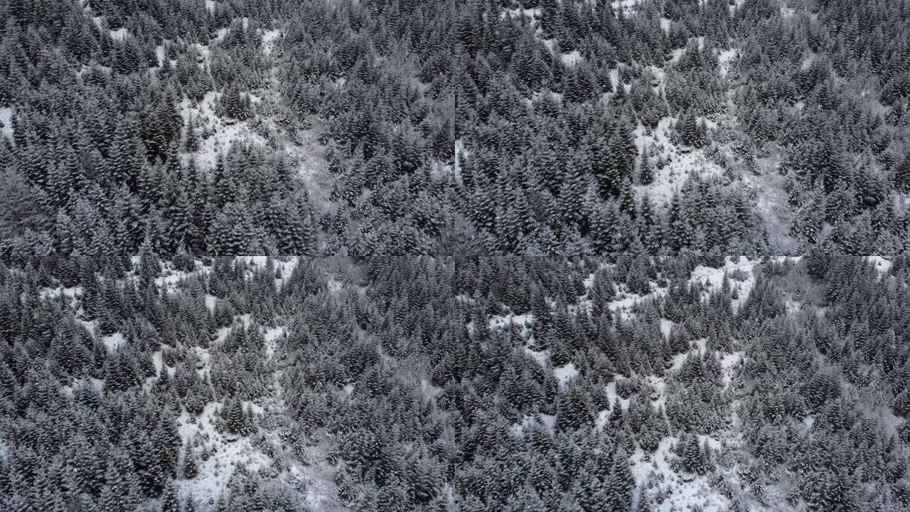 空中无人机视图飞越山区积雪覆盖的森林