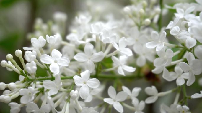 春暖花开白丁香花开烂漫万物复苏