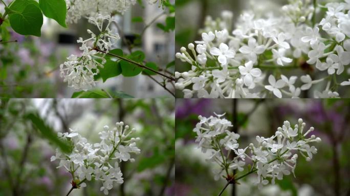 春暖花开白丁香花开烂漫万物复苏