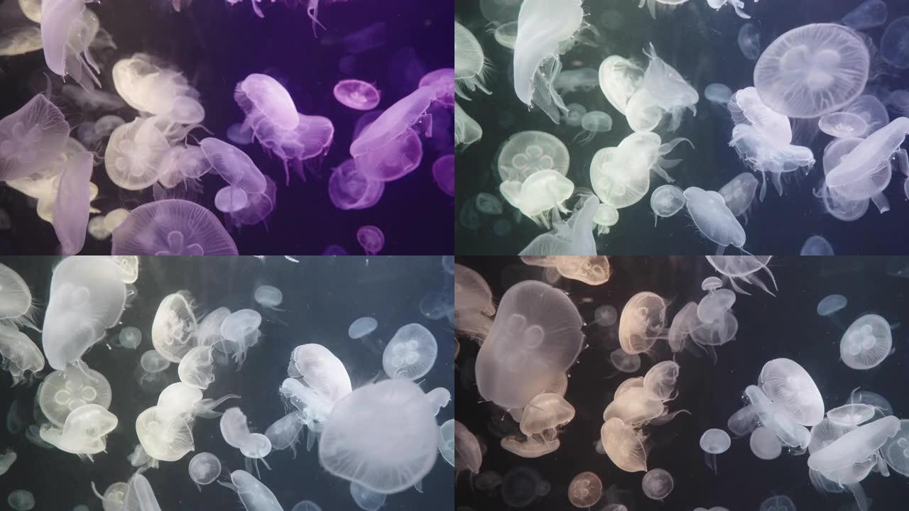 慢动作4k分辨率大量美丽的水母在玻璃水箱水族馆的多彩色发光二极管灯中。