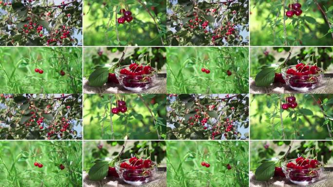 各种樱桃水果的拼贴。大型樱桃收藏。背景。花园在成熟过程中。