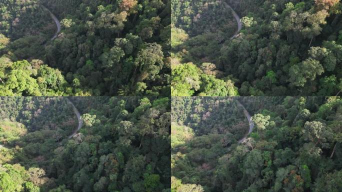 通过棕榈油树种植园的道路鸟瞰图