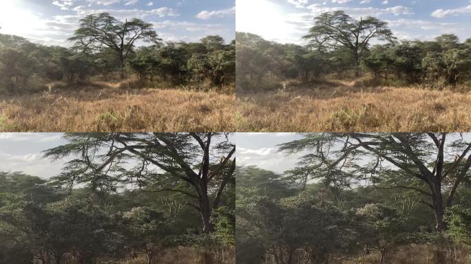 肯尼亚2023-纳库鲁湖国家公园野生动物园-白袜长颈鹿
