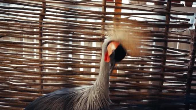 动物园里的冠鹤特写。独特的稀有鸟类在镜头前摆姿势。动物园托儿所里的一只非洲大鸟。与稀有鸟类的相识。