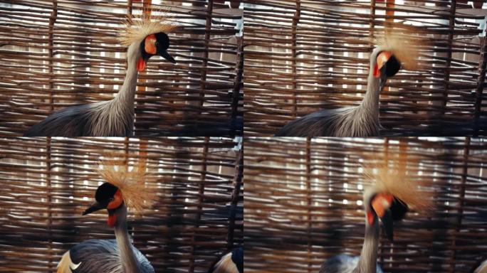 动物园里的冠鹤特写。独特的稀有鸟类在镜头前摆姿势。动物园托儿所里的一只非洲大鸟。与稀有鸟类的相识。