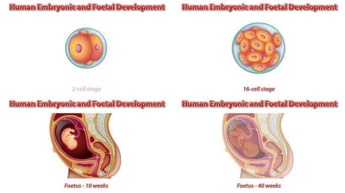 人类胚胎和胎儿发育
