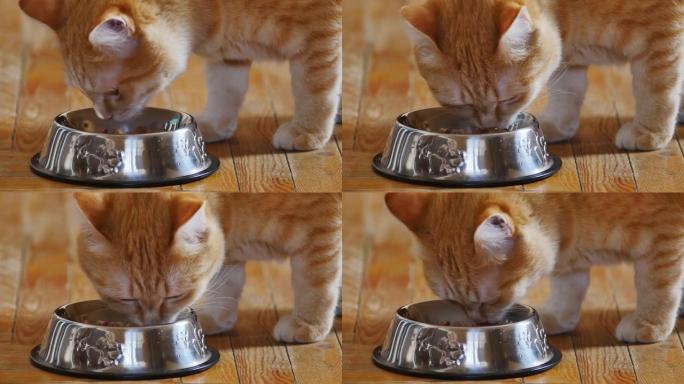 一只英俊的姜猫沿着木镶木地板走到一碗食物旁，开始进食。红猫饿了，在坐在木姜地板上的不锈钢碗里吃得胃口