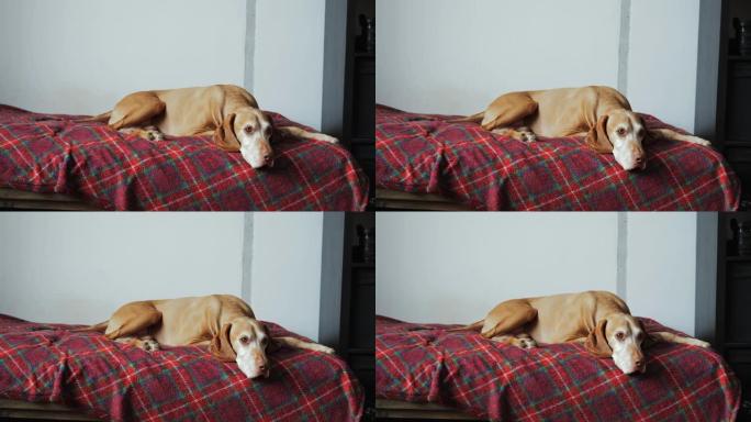 一只灰色的老猎狗正躺在床上看着他的主人