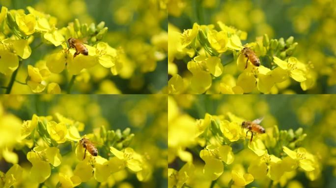 蜜蜂在油菜花田采蜜特写升格慢镜头
