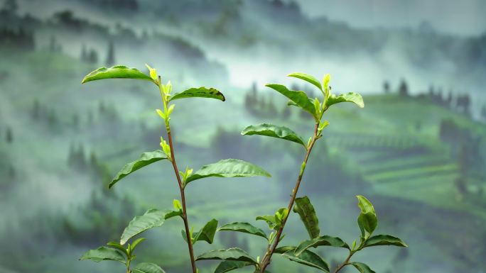 植物生长黄金茶茶叶生长延时视频素材