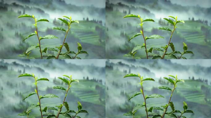 植物生长黄金茶茶叶生长延时视频素材