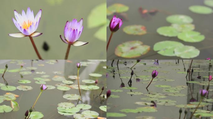 清新唯美紫色睡莲子午莲莲花荷花苞