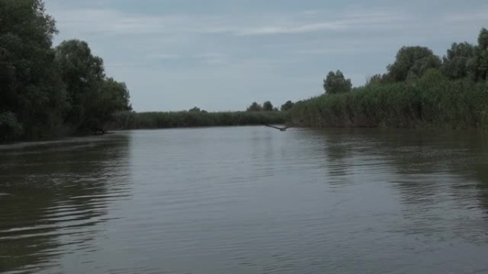 黑秃鹰飞过森林河的水面。