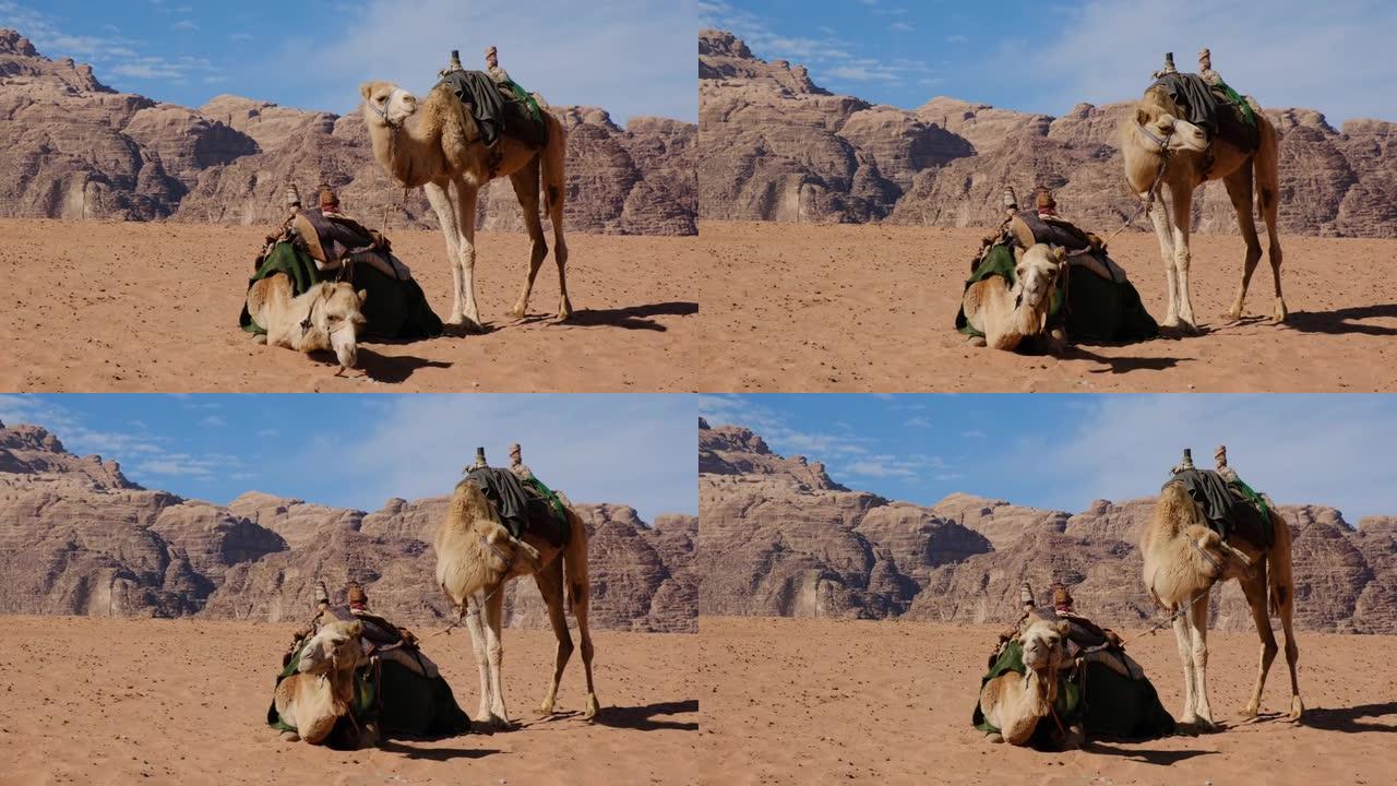 约旦瓦迪朗姆酒的两只骆驼