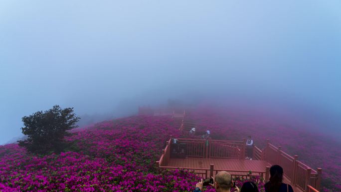 杜鹃花-映山红