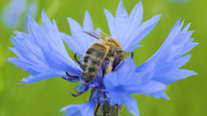 慢动作飞行蜜蜂覆盖着花粉，从蓝色菊苣花中收集花蜜。春天菊苣花关闭。宏射蜜蜂授粉春天紫色花朵盛开。