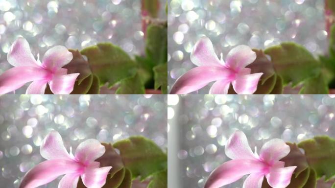 斯伦贝格拉详细介绍，盛开的粉红色花朵