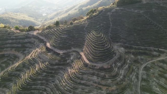 春天的高山梯田茶园