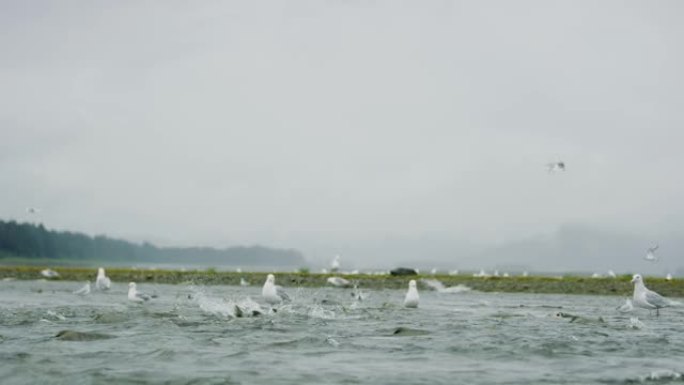 海鸥在河里来回穿梭觅食。周围有鲑鱼。