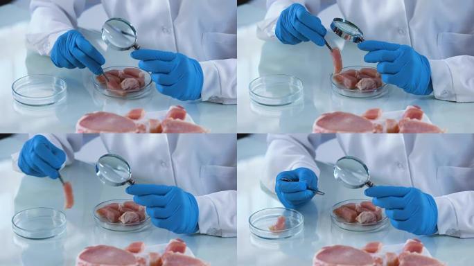 实验室工作人员分析肉类样品放大镜，细菌风险，认证