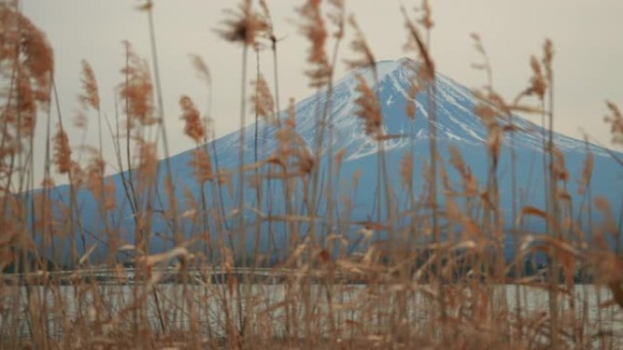 草地和富士山大自然美景秀美山水