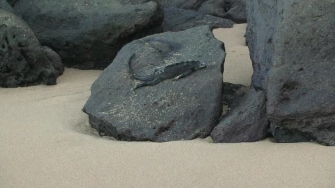 海生爬行动物鬣蜥在加拉帕戈斯岛上的卵石上沉着。