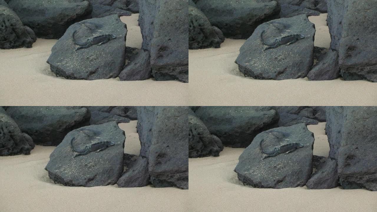 海生爬行动物鬣蜥在加拉帕戈斯岛上的卵石上沉着。