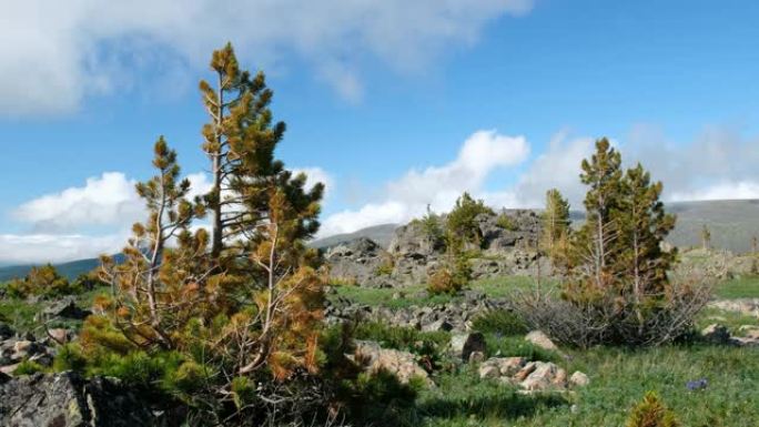 高山石草甸野花视频。萨利克山在背景上。阿尔泰山。