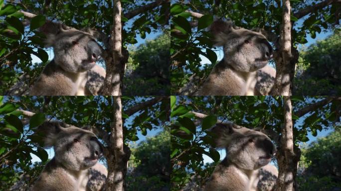 在昆士兰州磁岛国家公园以桉树树胶树叶为食的野生考拉熊，天空蔚蓝。罕见的有袋动物在毛茸茸的树上睡觉。澳