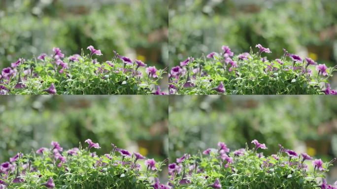 在阳光明媚的日子里，手持中型照片在植物园的花坛上拍摄了丰富的紫色Surfinia/Petunia灌木