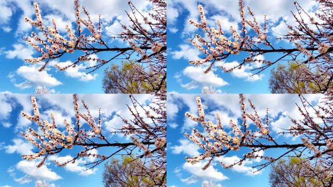 春天迎着蓝天的杏花白枝特写