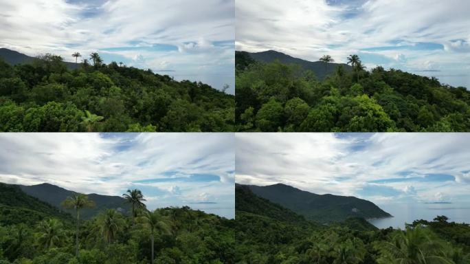 空中视频飞越山谷中的绿色森林，树木上有雾