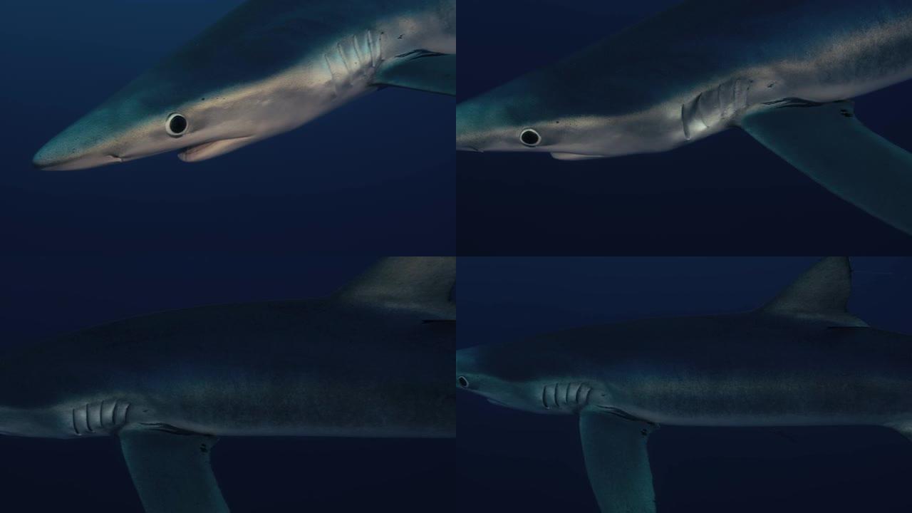 面对镜头的大型蓝鲨的特写镜头，慢动作中的光反射