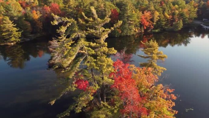 在加拿大安大略省阿尔冈昆省立公园内，无人驾驶飞机在水树周围旋转，秋天的壮丽叶子穿过镜面湖，在水中反射