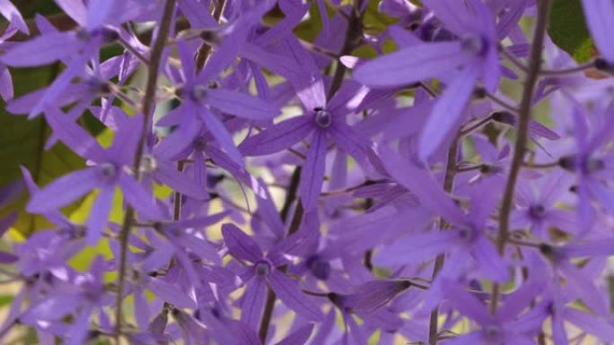 关闭蓝色海燕或紫色花环 (Petrea volbilis) 海燕的花冠在风中吹动。