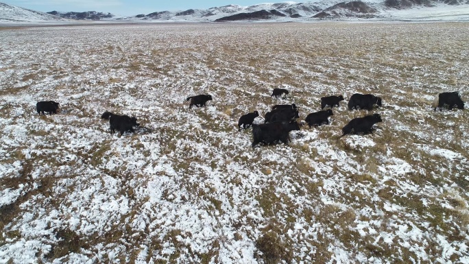 牦牛在雪场中行进航拍