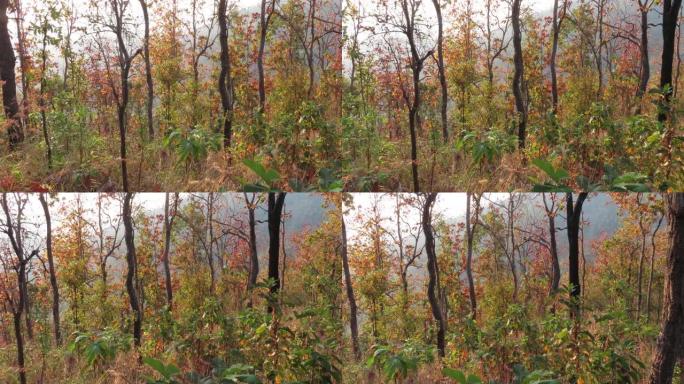 干燥的龙脑香林，秋天的森林