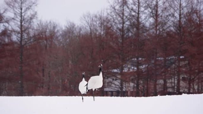 两只丹顶鹤站在雪地上的1英尺。