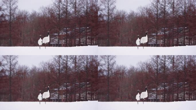 两只丹顶鹤站在雪地上的1英尺。
