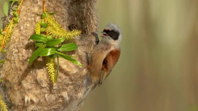 欧亚摆线山雀在树枝上悬挂的袋状巢上喂养孩子