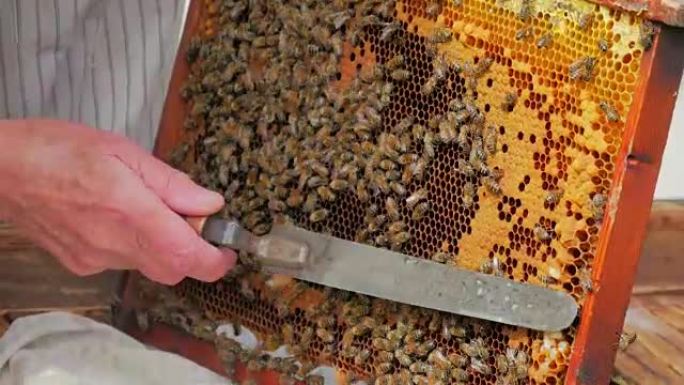 养蜂人用蜂刀打开蜂窝