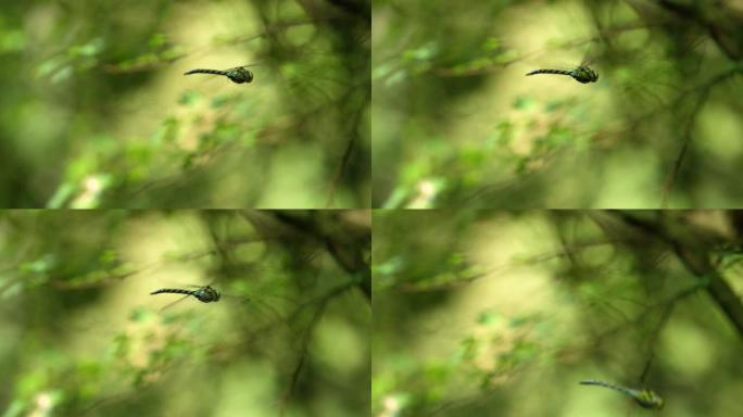 一只绿蓝蜻蜓在空中飞行的选择性焦点镜头