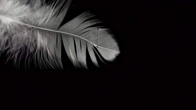 羽毛在黑色反光背景上慢动作落下