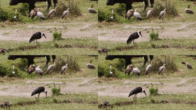 一只鹤群在其他人面前吃饭，他们把羽毛刷得阳光充足。