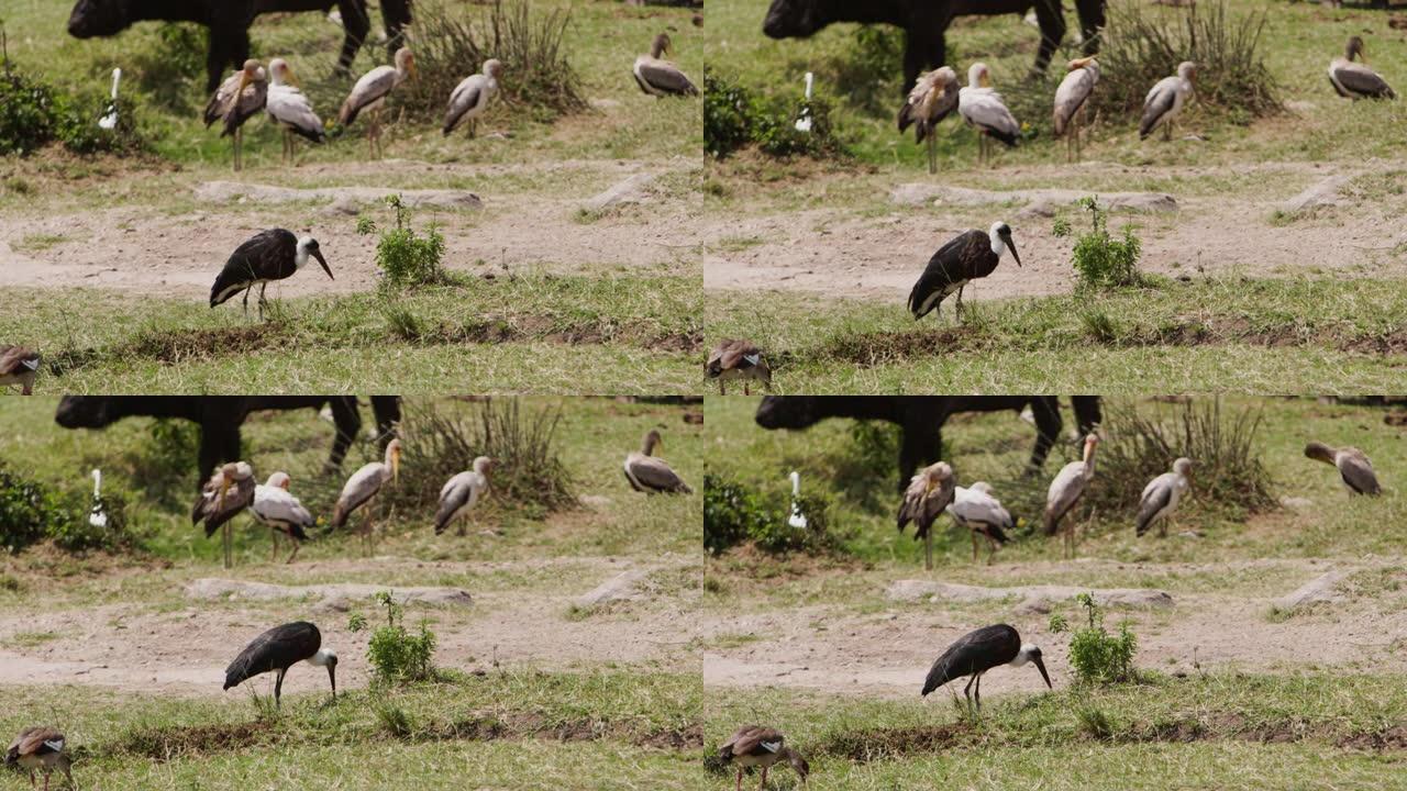 一只鹤群在其他人面前吃饭，他们把羽毛刷得阳光充足。