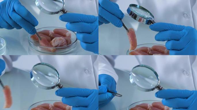 科学家通过放大镜研究肉类样品，质量控制