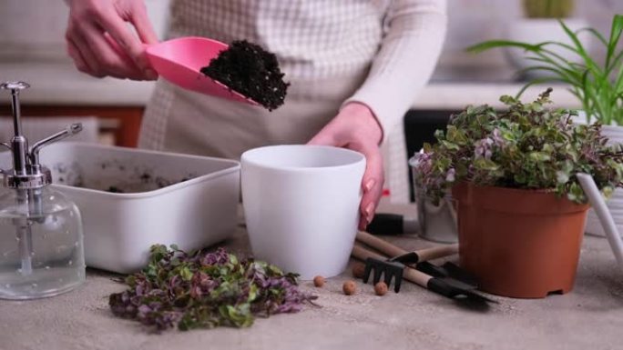 房屋园艺-妇女在家里的花盆中种植木卫四植物