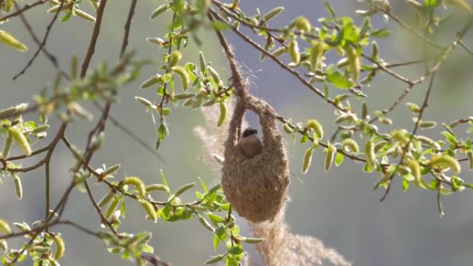 欧亚摆锤山雀栖息在袋状巢上挂在树枝上