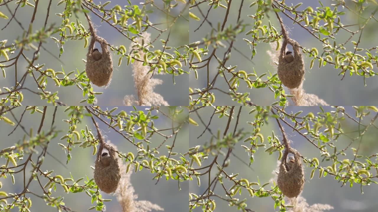 欧亚摆锤山雀栖息在袋状巢上挂在树枝上