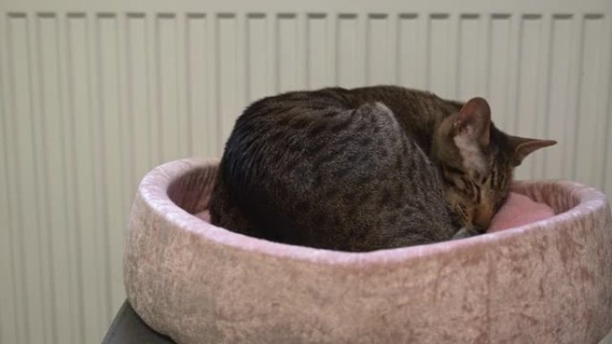 延时条纹东方猫睡在白色散热器附近的粉红色猫床上，然后变暖。寒冷的冬天和猫的概念喜欢温暖。高质量4k镜